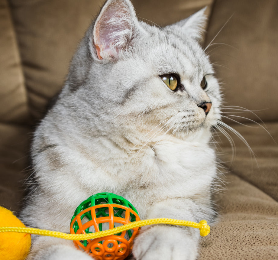 Cherish Playful Moments Joy